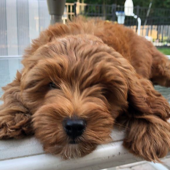 Meet your Posher, Tracey - Picture 1 of 1